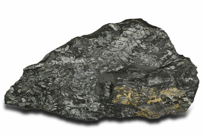 Fossil Seed Fern (Alethopteris & Pecopteris) Plate - Pennsylvania #338124